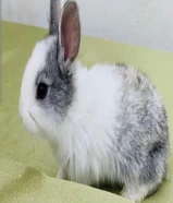 أرانب فرنسية صغار للبيع