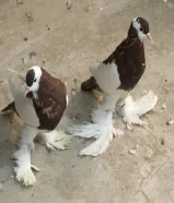 للبيع زوج نفاخ الي يبي يرسلي وات ساب