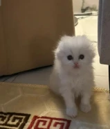 للبيع كيتن سكوتش فولد