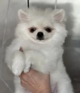 Pomeranian