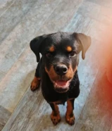 للبيع روتوايلر نثيه rottweiler