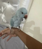 كروان و دره هندي للبيع