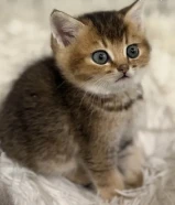 قطط للبيع مو للتبني الاعمار شهر ونص الى 4 اشهر