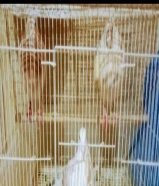 حمام للبيع