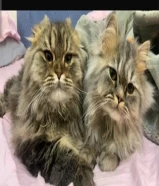 تم تعديل السعر لسرعة البيع قطتين هجين سكوتش فولد مع شيرازي