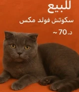 تم تخفيض السعر لسرعة البيع قطه قطة سكوتش فولد Scottish Fold (رمادية فحمي) — أليفة وصحي