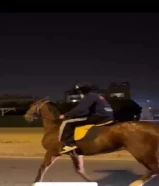 للبيع حصان ريس