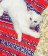 سكوتش فولد العمر 4 شهور انثي بدون اغرض تبني