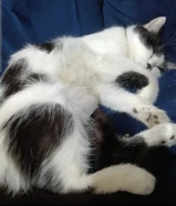 قطه منزليه قصيره الشعر