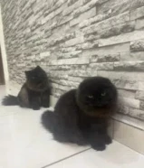 للتبني قطوتين ذكوره، شرازي و سكوتش فولد