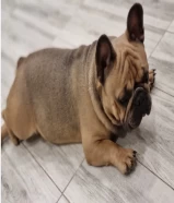 فرنش بولدوج ذكر - French Bulldog Male