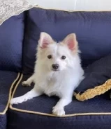 1.     year old ( Japanese Spitz ) male dog99613574.