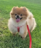 pomeranian female dog