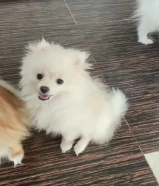 4 month old pomeranian (Only english) كلب صغير طويل الشعر عمره 4 أشهر (باللغة الإنجليزية فقط)