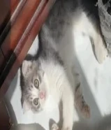 للبيع كتن ذكر سكوتش فولد