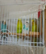 حبات طيور الحب