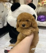 توي بودل تي كب