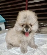 للبيع بومريانين بيور