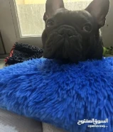 adaption male 1.5 yrs old696