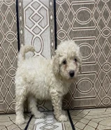 Poodle 2 months