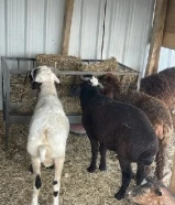 للبيع ثلاث خرفان شفالي ورخل سماان ومعلوفين