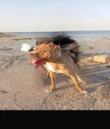 بيتبول xl اصلي