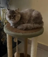 قطة للتبنى عمرها 9 اشهر غير نظيفة هادية للاتصال فقط واتس اب