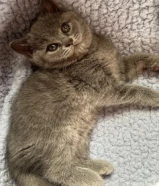للبيع كتن نثيه نوعها برتش شورت هير British Shorthair Female Kitten For Sale
