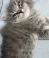 قط كتن صغير للبيع