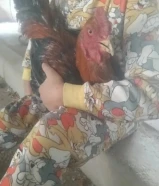 ديك هندي للبيع