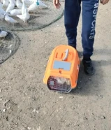 كلب مفقود في الحراج مع الصندوق