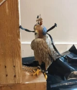 للبيع طير جارح