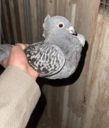 حمام زاجل ملاوين الحبه على بيع جمله فقط الحبه على 1:250