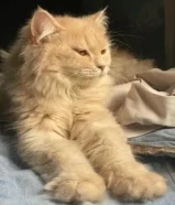 Persian cat