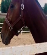 حصان إنجليزي خصي50714339