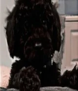 توي بودل للبيع عمره 3 شهور