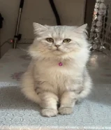 Cat for free adoption