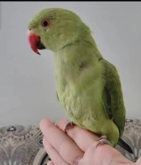 للبيع بيبي متوه ( دره ) ربوه يوقف على اليد ومافيه عض يغرد وهدد داخلي يلعب ..........................