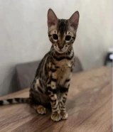 مطلوب ذكر بنغال للتزاوج