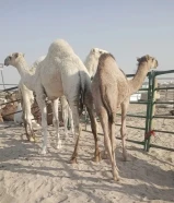 للبيع قعدان محليه فاخره