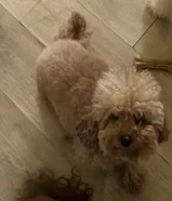 كلب توي بودل انثى بيور