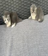 للبيع قطط الانتاج جميل