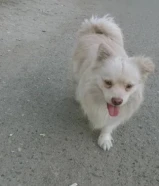 للبيع كلب سيكيمون امريكي اليف ولطيف واضح بل صور