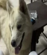 هاسكي ذكر لعوب