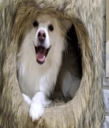 مكس بريد نثيه