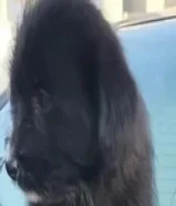 مالتيز عمر شهرين