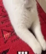 للتبني قط ذكر شورت هير