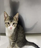 قطو ذكر من التنوع الهادي لتبني العاجل مافي توصيل التواصل فقط بل برنامج