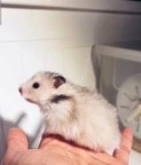 هامستر سوري للبيع