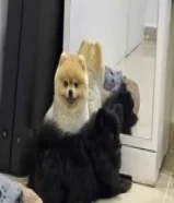 رblack female pomeranian/male pug